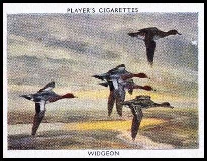 25 Widgeon or Wigeon